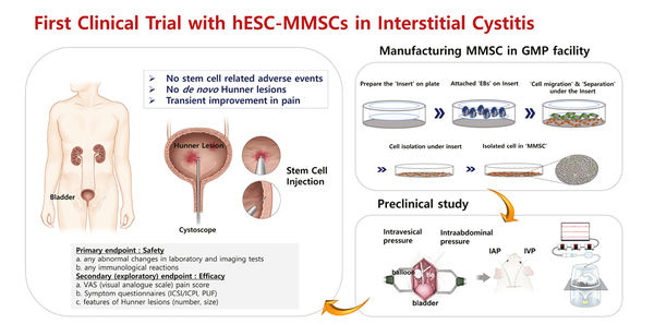 간질성 방광염 임상 1상 단계 설명 모식도 / 논문 발췌  hESC-MMSC (인간배아 줄기세포 유래 중간엽 줄기세포)