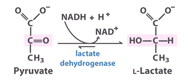 혈청 젖산(lactic acid) 검사의 임상적 의미는?