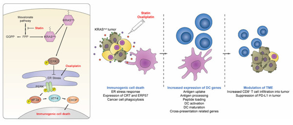 스타틴이 KRAS 변이암을 선택적으로 죽이고, 주변 면역세포를 활성화해 면역 세포가 다시 KRAS 변이암을 지속해서 공격하는 이미지 /자료=KIST