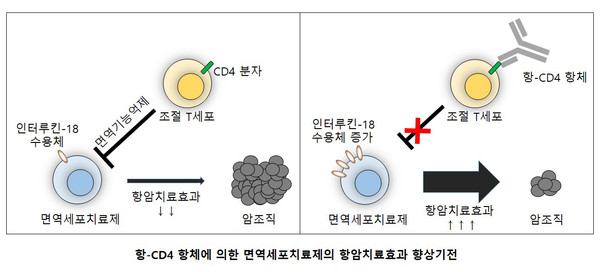 항-CD4 항체를 투여 후 치료효과 향상 (국립암센터)