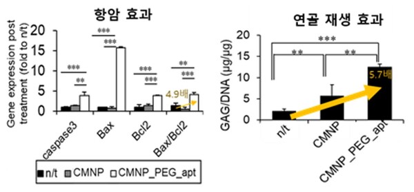 CMNP_PEG_apt의 암세포 사멸와 연골 분화 능력은 대조군에 비해 각각 4.9배, 5.7배 높게 측정