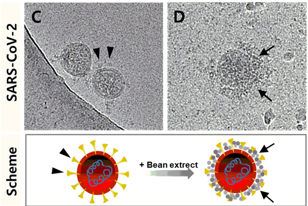 SARS-CoV-2 (코로나 바이러스, C)에 콩추출물이 붙은(D) 이미지를 일러스트화,  왼쪽 화살머리는 스파이크 단백질,  오른쪽 화살모양은 콩추출물이 붙은 것을 이미지화, 논문발췌