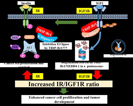 TRIP-Br1이 높은 IR/IGF1R 비율 증가에 영향 -> 유방암 세포의 증식과 종양발달