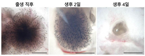생후 0~4일째 섬유아세포 모습 비교. 섬유아세포는 생후 4일 만에 모낭 재생능력을 완전히 잃고 세포덩어리 형태로 변했다.