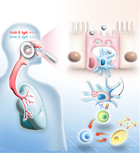 나노입자의 비강 내 투여를 통한 전신 및 상기도 면역체계 유도 / 가천의대