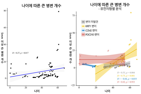 나이에 따른 큰 병변 개수. 나이가 증가할수록 5mm 이상 크기가 큰 병변의 개수도 증가했다. 특히 KRIT1 변이 집단(노란색)의 증가율이 빨랐다. 그래픽=서울대병원 제공