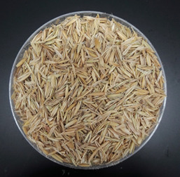 귀리 껍질(겨) 사진=농촌진흥청 제공