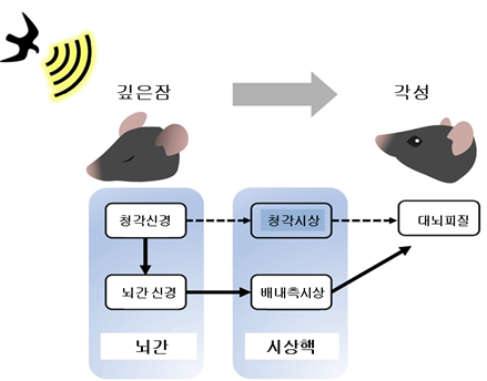 보통 소리신호는 청각신경에서 청각시상으로 전파되지만 깊은 수면 동안에는 청각신경이 뇌간신경을 통해 배내측시상으로 소리신호를 보내어 뇌의 각성을 유도