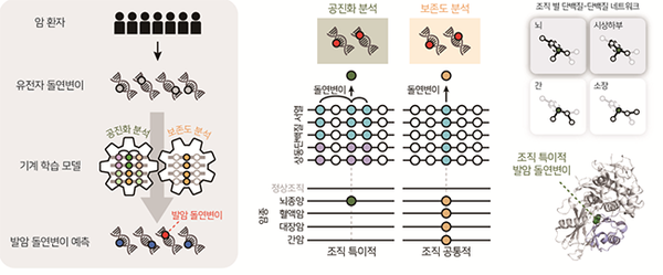 발암 돌연변이 예측 모식도 / 포스텍