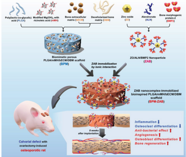 골다공증 쥐 두개골 결손 모델로 생체모방 지지체 이식한 모식도 / 논문발췌