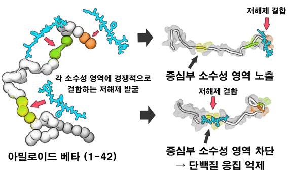  아밀로이드 응집체의 형성과정 모식도 / 한국연구재단 