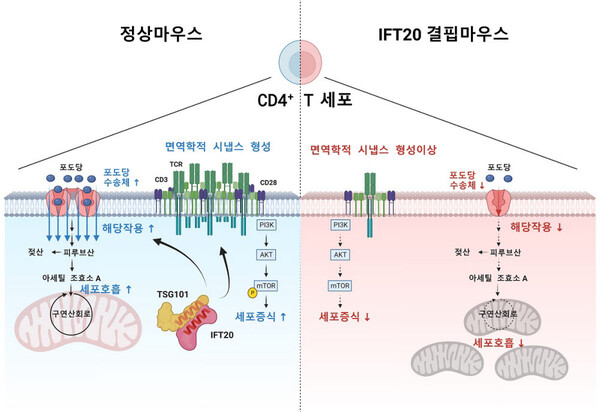 정상마우스와 섬모 형성 단백질(IFT20)이 결핍된 마우스 비교 연구 모식도 / KAIST