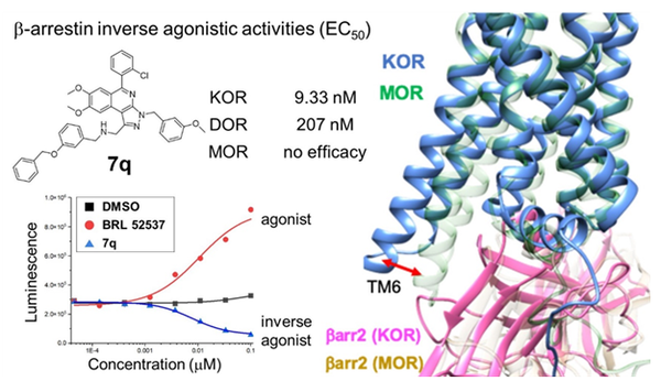 활성평가 통해 KOR b-어레스틴에 대한 역작용제 효과를 확인, 분자동역학 시뮬레이션을 통해 이에 대한 작용기전 예측 / 논문발췌
