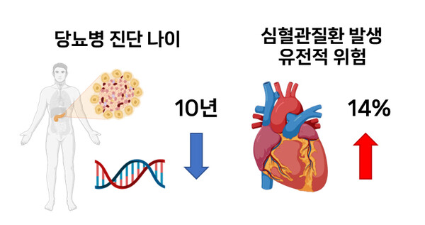 당뇨병 진단 연령이 10년 빨라질수록 유전적 영향에 의한 심혈관질환 위험 14%씩 증가. 그래픽 제공=서울대병원