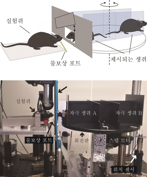 연구팀이 진행한 Go-NoGo 실험, 생쥐 두 마리 중 한 마리가 무작위로 실험쥐에게 제시된다. 실험 쥐는 제시된 생쥐를 인식하고 물보상과 연관되어 있는지를 기억하여 물보상 포트를 핥아서 응답