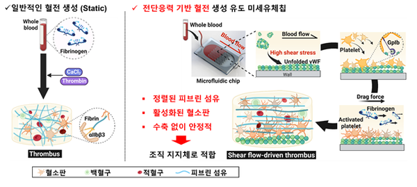 미세유체기술로 IVET(3차원 혈관화된 인공혈전)를 제작하는 원리와 특성 / UNIST
