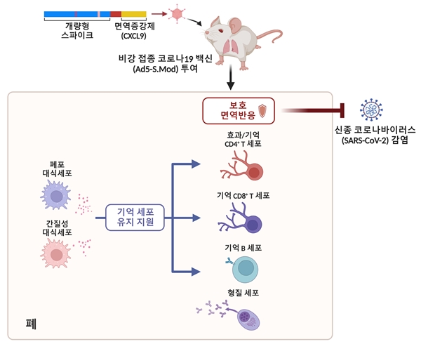 연구 모식도 / 개량형 스파이크 단백질과 인간 CXCL9를 탑재한 아데노바이러스 벡터 기반 코로나19 백신 Ad5-S.Mod 실험 마우스 투여 검증