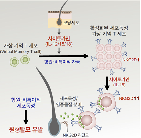 연구결과 모식도, 가상기억 T세포가 항원-비특이적인 사이토카인 자극을 받아 활성화되어 높은 세포독성능을 갖는 새로운 면역세포로 분화가 일어나고, 이 세포군이 세포독성 물질을 내보내 모낭을 파괴하여 원형탈모 발생
