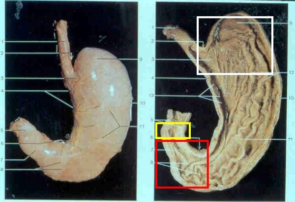실제 위 표본 사진으로 위의 3가지 기능을 담당하는 부위를 표시한 것이다. 흰색이 저장 기능을 담당하는 곳이며 벽이 얇고 잘 늘어나는 성질이 있다. 붉은색은 맷돌 기능을 담당하며 위 하부의 단단한 근육덩어리로 되어 있다. 노란색은 위와 십이지장 경계부로 밸브처럼 근육이 발달해 있어서 보초 역할을 한다.