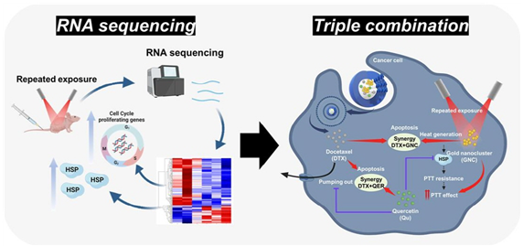 RNA sequencing 분석을 통한 다약제 내성 종양 조직의 전사체 분석 및 3중 약물 조합의 효능 평가출처 모식도 / 중앙대