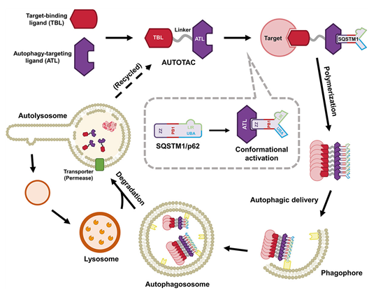 AUTOTAC 플랫폼의 모식도   AUTOTAC이 표적 단백질과 오토파지에 중요한 역할을 하는 리셉터 단백질인 p62 에 동시에 결합하여 표적 단백질의 격리 및 리소솜에 의한 분해를 유도 / Ji et al. Autophagy. 2022:18(9) 논문 발췌