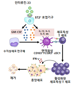 인터류킨-33에 의한 고 면역원성 수지상세포의 분화 및 항암면역