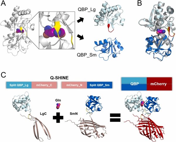 Q-SHINE센서 개발 모식도 (분할 QBP 및 Q-SHINE_Red 설계) 위 : 글루타민 결합 단백질의 분리 및 안정화 설계 , 아래 : 화합물 유도 단백질 조립 Q-SHINE_Red