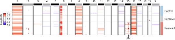 저항성을 획득한 암 조직에서 특이적으로 관찰되는 Myc 유전자 증폭