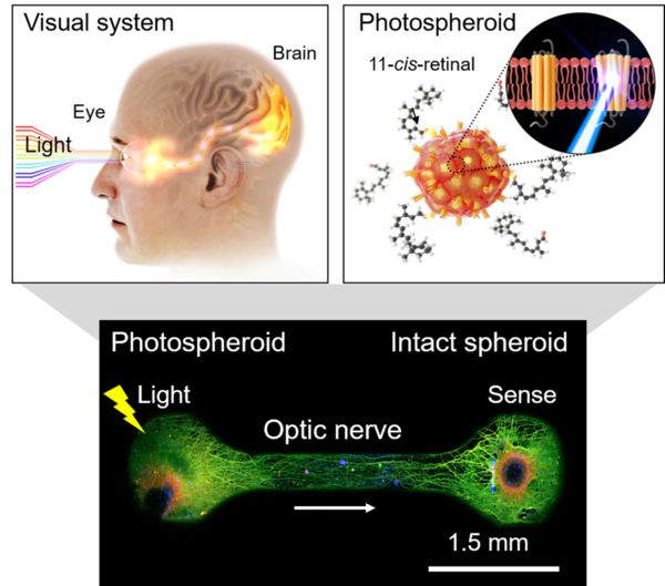 광반응성 신경세포 스페로이드 기반 눈-뇌 인간 시각 모사 모델 / KIST