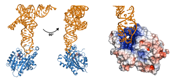  연구팀이 밝혀낸 효소 CmoM과 기질 tRNA 복합체 구조. 왼쪽 그림은 일반적인 리본 묘사법으로, 파랑색은 CmoM, 주황색은 tRNA