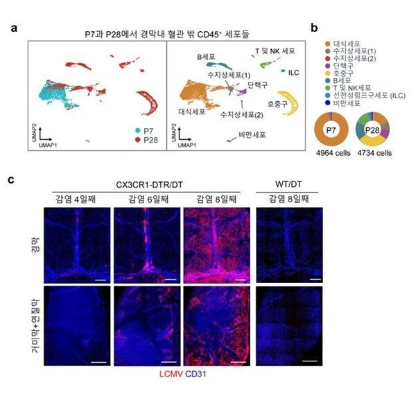 생쥐 연령에 따른 경막 내 면역세포 분포의 차이어른 생쥐와 새끼 생쥐의 경막 내 면역세포를 단일 세포 유전자 분석을 통해 비교. 새끼 생쥐는 어른 생쥐와 달리 대부분이 대식세포로 구성되어 있었음 (그림 a, b). 추가 실험을 통해 경막 대식세포가 제거된 쥐(CX3CR1-DTR/DT)에서만 뇌수막염 바이러스가 감염을 일으킴(그림 c). 예상과는 달리 새끼 생쥐 경막에 대식세포가 존재함에도 바이러스 감염이 발생하는 것에 대해 대식세포 추가 분석 시행