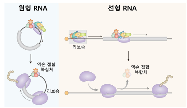 원형 RNA와 선형 RNA 비교.