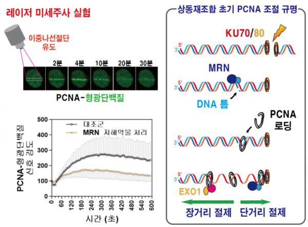 DNA 이중나선절단 부위 인접 DNA 틈에 결합하는 PCNA / 기초과학연구원(IBS) 