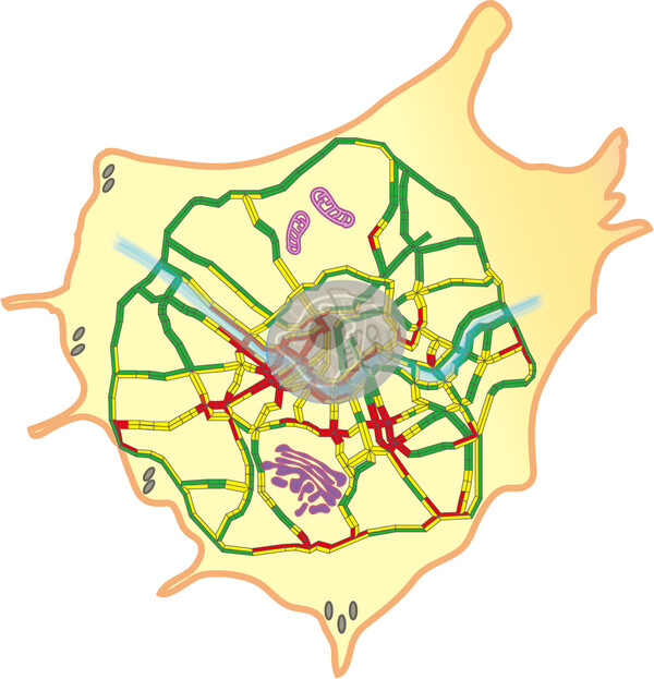 서울 교통 지도를 기반으로 한 세포 내 교통 흐름의 모식도. 각 도로 구간의 색상은 교통 혼잡을 나타냄 (빨간색: 심함, 노란색: 보통, 녹색: 좋음). 중앙의 큰 회색 타원, 복잡한 보라색 구조, 세포 경계에 있는 회색 반점은 각각 핵, 세포질 소기관, 국소 유착을 나타냄 / IBS