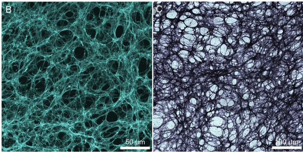 NIH-3T3 세포에서 유래한 피브로넥틴 형광 현미경 이미지 A와 이를 모방한 금속 구조체 B의 명시야 현미경 이미지 / 논문발췌