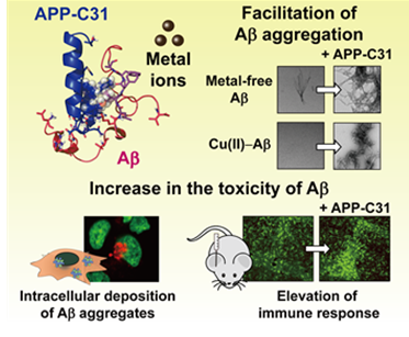 아밀로이드 전구체 C 말단 절단체(APP-C31)가 알츠하이머 병리 인자들의 기능에 미치는 영향 / KAIST