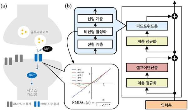 트랜스포머 모델에서 뇌 NMDA 수용체의 비선형성 활용(a) 시냅스 후 신경세포의 이온 채널 활동을 나타내는 도식.(b) 트랜스포머 모델 내에서 계산 과정을 나타낸 흐름도.   / IBS