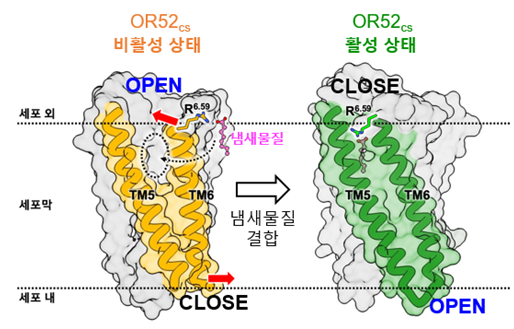 후각수용체 OR52cs가 냄새물질과 결합하기 전의 비활성 상태 구조(왼쪽)와, 냄새물질 및 G 단백질과 결합한 활성 상태 구조(오른쪽) 규명