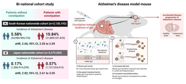 느린 장 운동과 알츠하이머병의 위험도 증가 사이의 연관성: 한국, 일본 2개 국가 코호트 연구 및 알츠하이머병 마우스 모델 연구를 통해 규명