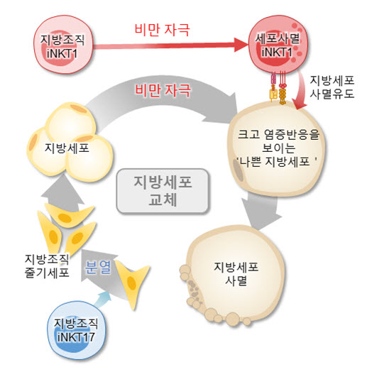 지방조직 iNKT 세포에 의한 지방세포 교체 과정 조절 / 서울대학교