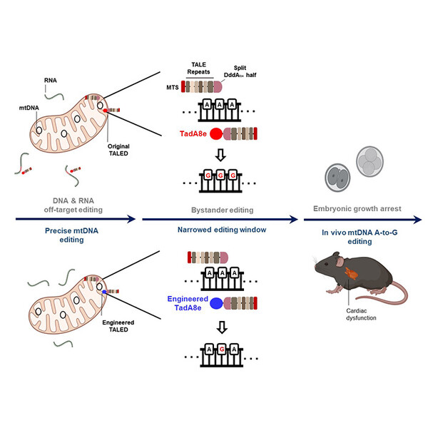 기존의 미토콘드리아 유전자 교정 기술인 TALED는 무작위한 RNA 및 DNA 변형을 일으켜 생쥐 배아에 적용할 경우 비정상적인 발달을 하는 반면(위), 연구진이 개량한 TALED-V28R은 무작위한 RNA 및 DNA 변형을 줄이고 나아가 미토콘드리아 질환 모델 개발에도 성공 / 고려대의대 융합의학교실 