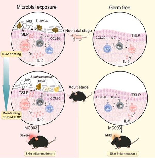 생후 초기 피부에 I3A를 생성하는 포도상구균이 노출되면, 각질 세포에서 TSLP의 분비가 증가돼 제2형 선천성 림프구의 활성이 유도된다. 이와 같은 생후 초기의 제2형 선천성 림프구의 활성은 성인기에 알레르기성 피부염증을 촉진하는데 영향을 미치게 된다.