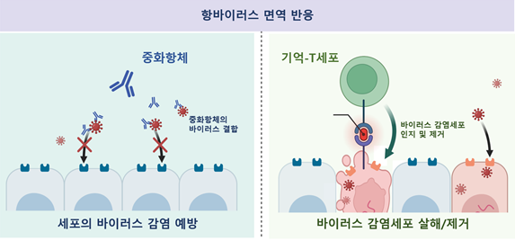 중화항체와 기억-T세포의 항바이러스 면역 기능 설명 / IBS