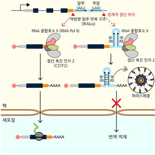 역방향 알루 반복 구조(IRAlus)로 인한 유전자 발현 조절 기전 모식도 / KAIST