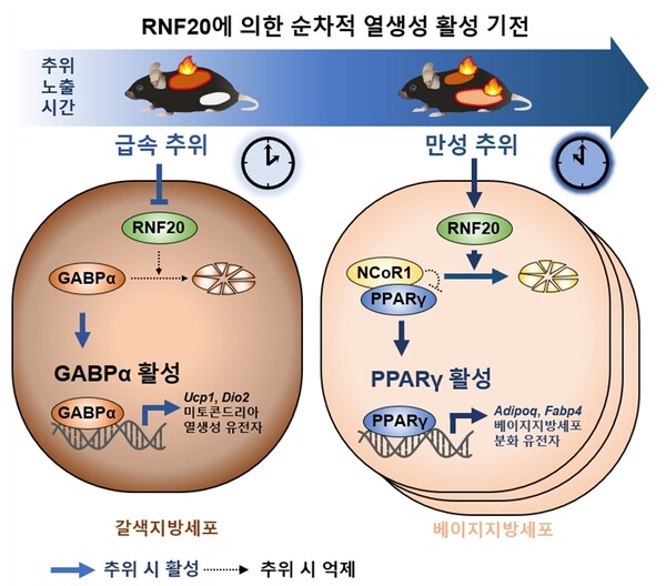 추위 자극 시, 포유류는 지질저장소 특유의 방식으로 열생성을 강화하여 체온을 유지함. BAT에서 급성 저온 자극은 RNF20을 빠르게 하향조절하여 GABPa 축적 및 활성화를 유도함. 결과적으로 GABPa는 열생성 및 미토콘드리아 유전자의 발현을 자극하여 열생생을 증대함. iWAT에서 장기간의 추위는 RNF20을 점진적으로 상향조절하여 NCoR1을 분해함으로써 PPARg를 활성화하며, 이를 통해 새로운 베이지지방세포가 생성됨 / 서울대