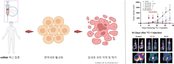 왼쪽 : mRNA HPV 치료 백신의 작용 원리. 오른쪽 : 자궁경부암 세포를 실험용 쥐에 이식한 후 국내 기술로 개발된 mRNA HPV 치료 백신을 접종한 결과, 실험용 쥐에서 자라던 암의 크기가 줄어들거나 완전히 사라짐을 암의 부피 변화, PET 단층 촬영기법으로 확인 / 가톨릭대 