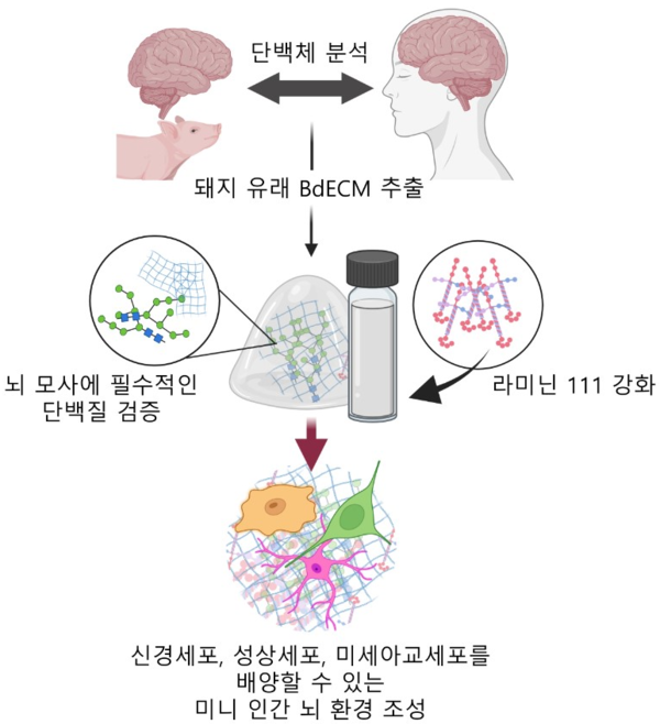 돼지 뇌 조직 이용, 사람의 뇌 신경과 세포를 배양할 수 있는 환경 조성 / 포스텍
