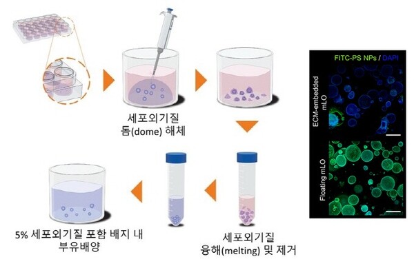 한국표준과학연구원이 개발한 간 오가노이드 부유 배양법