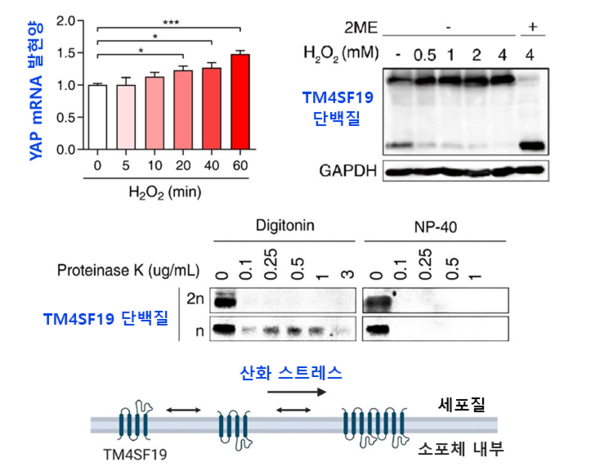 구강암 세포에서 산화스트레스로 인한 YAP 발현 증가와 TM4SF19 단백질의 이합체 형성 / KAIST