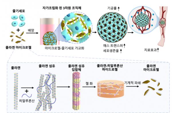 콜라겐마이크로젤-세포 자기조립화 줄기세포 치료제의 개념 / KIST 